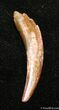 Inch Pterosaur Tooth From Morocco #1317-1